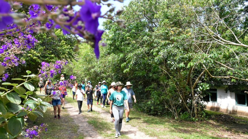 Esta &eacute; uma descri&ccedil;&atilde;o da imagem para fins de acessibilidade: A fotografia registra uma caminhada guiada em meio &agrave; natureza, capturando um grupo de pessoas em uma trilha ladeada por vegeta&ccedil;&atilde;o densa. Detalhes da Cena Primeiro Plano: No canto superior e lateral esquerda, h&aacute; um belo arranjo de flores roxas vibrantes (possivelmente Manac&aacute;-da-serra) propositalmente desfocadas, que servem como uma moldura natural para a foto. Grupo de Pessoas: No centro da imagem, cerca de 15 a 20 pessoas de diversas idades caminham por uma trilha de terra clara. &Agrave; frente do grupo, destaca-se uma mulher usando uma camiseta verde, cal&ccedil;a legging cinza, &oacute;culos escuros e um chap&eacute;u de trilha. Os demais participantes vestem roupas leves e esportivas, adequadas para a atividade ao ar livre. Ambiente e Vegeta&ccedil;&atilde;o: O caminho &eacute; cercado por &aacute;rvores frondosas e arbustos verdes, criando um corredor natural sombreado. Do lado direito, ao fundo, &eacute; poss&iacute;vel ver parte de uma constru&ccedil;&atilde;o branca de um &uacute;nico pavimento com janelas de molduras escuras. Ilumina&ccedil;&atilde;o: A luz &eacute; de um dia claro e ensolarado, com raios de sol filtrados pelas copas das &aacute;rvores, criando um jogo de luz e sombra no ch&atilde;o da trilha. Contexto De acordo com o t&iacute;tulo do arquivo, a imagem ilustra as a&ccedil;&otilde;es de educa&ccedil;&atilde;o ambiental, esporte e lazer promovidas pelo Governo do Estado em Torres, como parte da programa&ccedil;&atilde;o da Opera&ccedil;&atilde;o Ver&atilde;o.